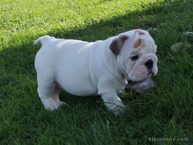 Adorable chiot   Bulldog Anglais a donner