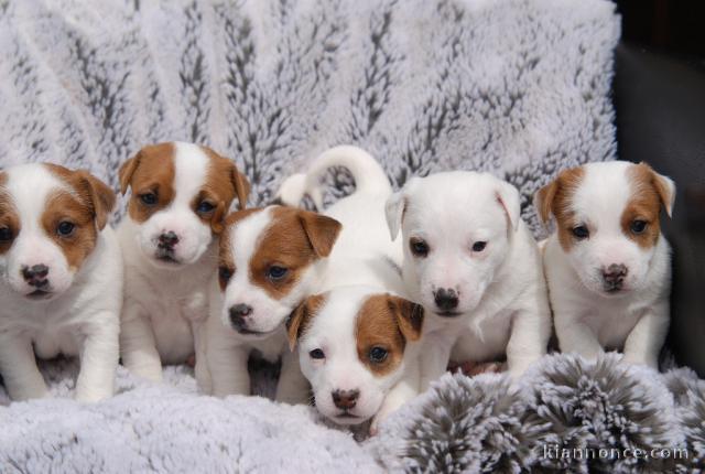 Adorables Chiots JACK RUSSEL a donner