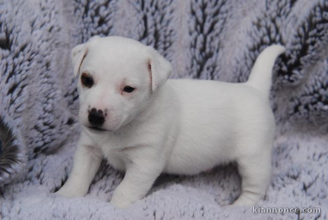 Adorables Chiots JACK RUSSEL a donner