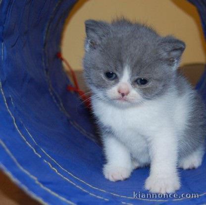 A donner Superbes chatons British shorthair disponibles