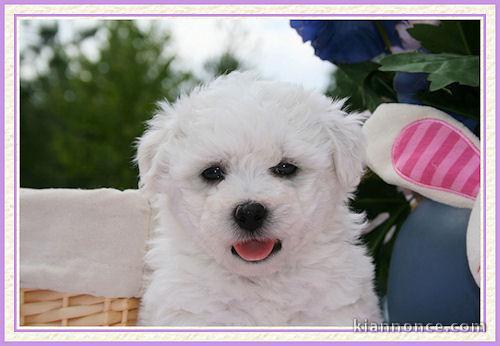 Adorables chiots Bichon frisé a donner