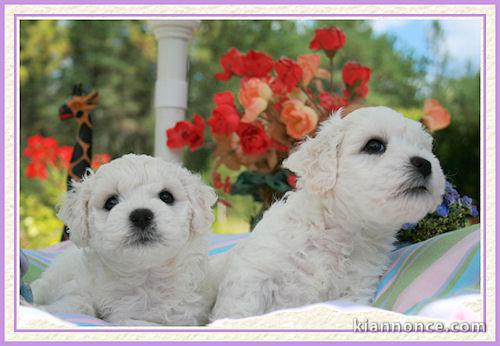 Adorables chiots Bichon frisé a donner