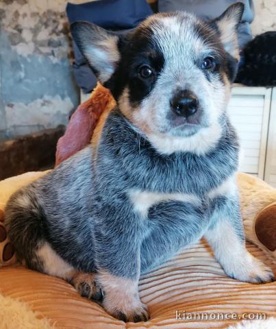 Adorable chiot Bouvier australien à donner