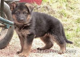 chiot berger allemand trois mois