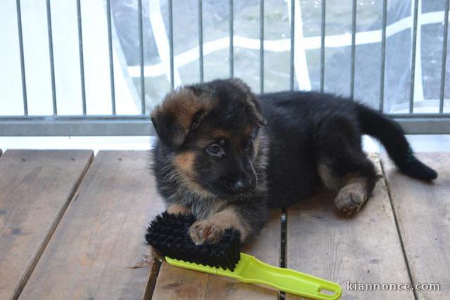 chiot berger allemand trois mois