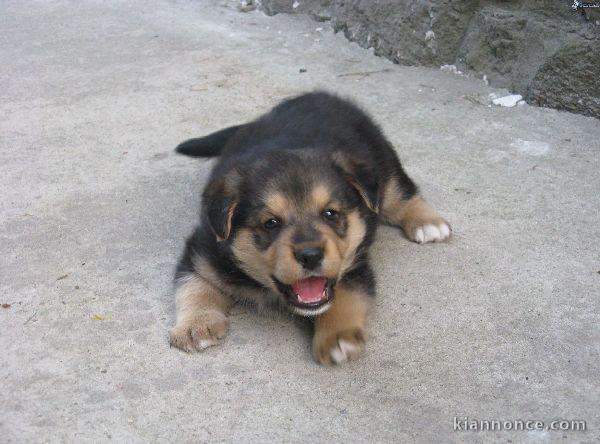 magnifiques chiot berger allemand