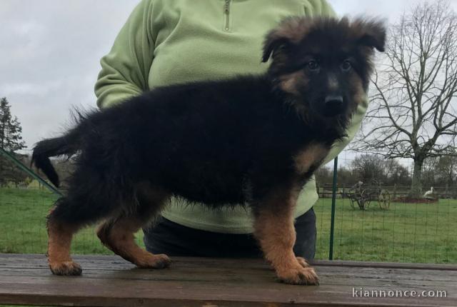 magnifiques chiot berger allemand