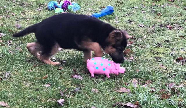 chiot berger allemand trois mois