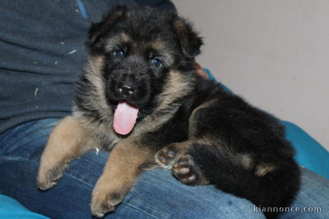 chiot berger allemand trois mois