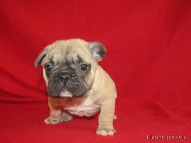 chiot boulodogue fancais 