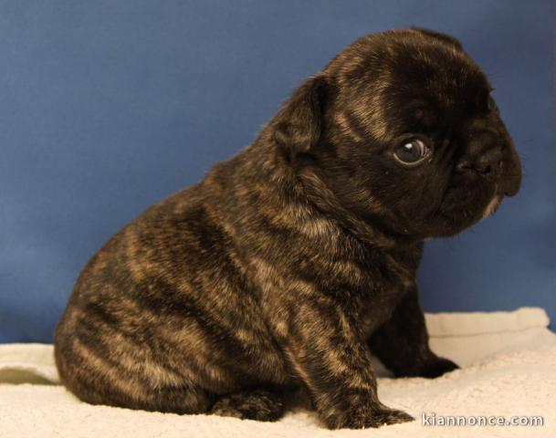 chiot boulodogue fancais 