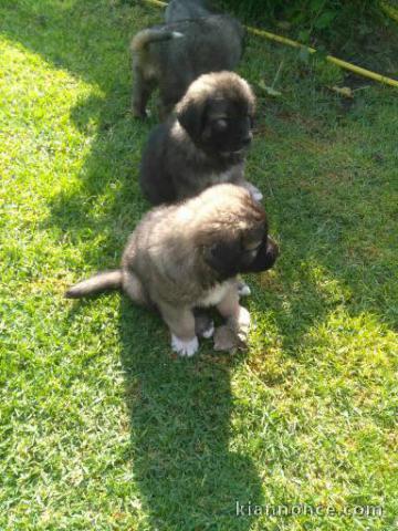 Magnifique chiots berger Caucase a donner