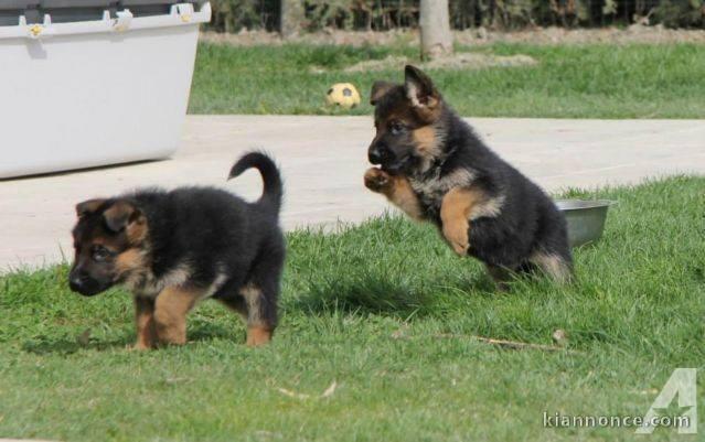 Chiots berger allemand LOF DISPONIBLE DE SUITE