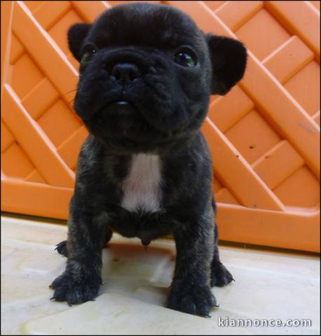 A donner chiots bouledogue français