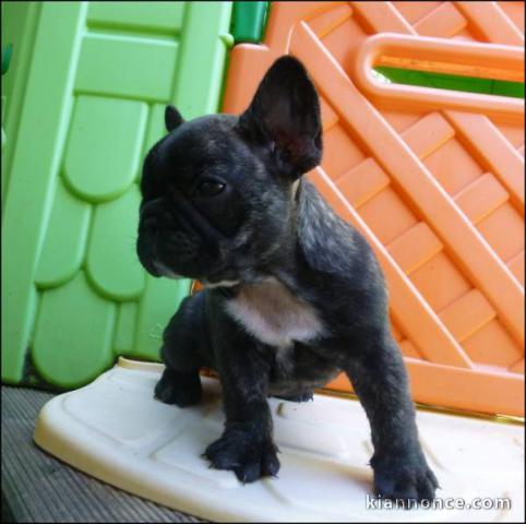 A donner chiots bouledogue français