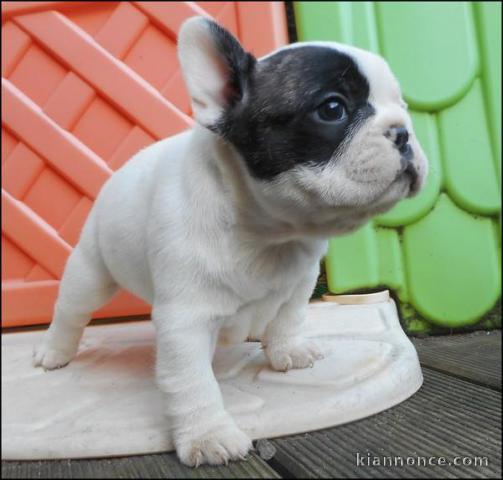 A donner chiots bouledogue français