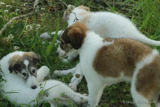 Chiots Barzoi Adoption