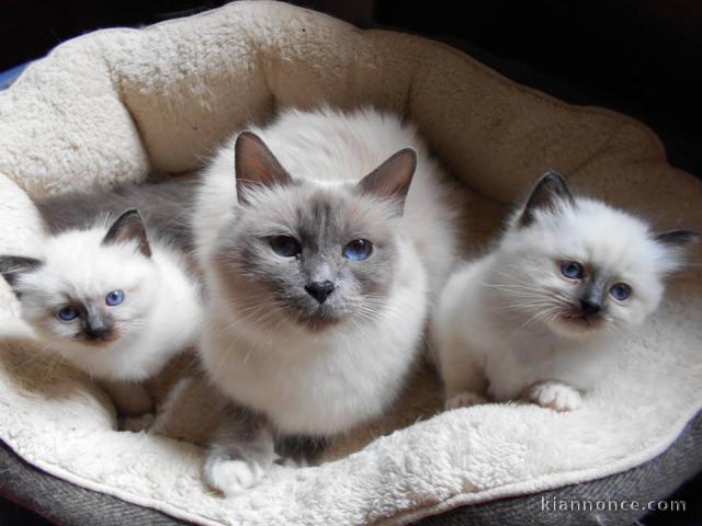 A donner très beau chatons de race Sacré de Birmanie 