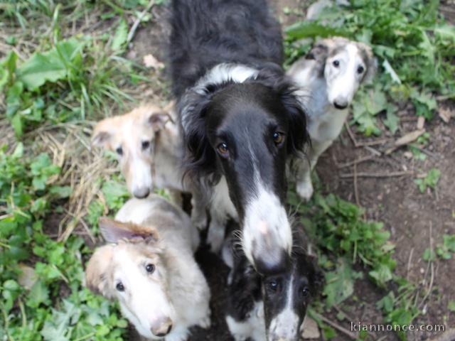 Chiots Barzoi Adoption