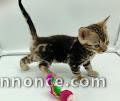 Chatons Bengal a donner