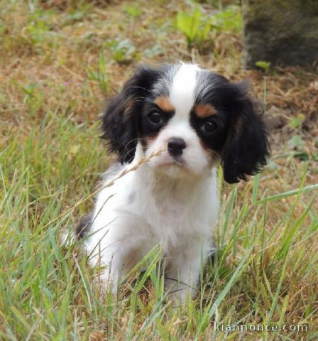 Chiot cavalier king charles spaniel femelle