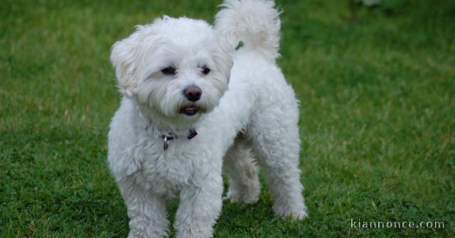 A DONNER Adorable Femelle chiot Bichon Maltais