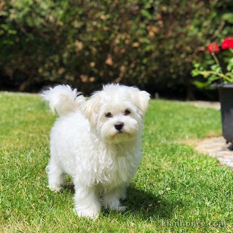 A DONNER Adorable Femelle chiot Bichon Maltais