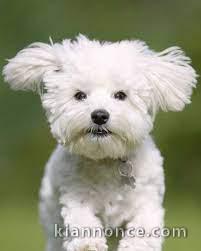 A DONNER Adorable Femelle chiot Bichon Maltais