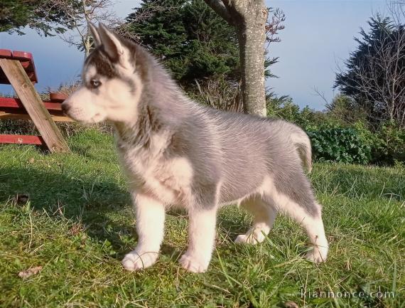 Beau husky mâle noir et blanc aux yeux bleus