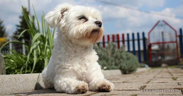 A DONNER Adorable Femelle chiot Bichon Maltais