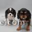 Magnifiques chiots Cavalier king-charles 