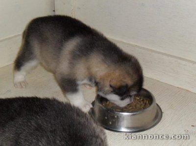 A donner Chiots HUSKY DE SIBERIE L.O.F