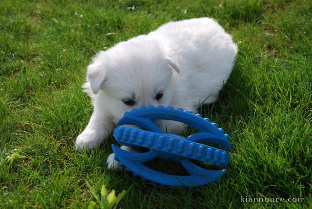 A donner Chiots berger suisse L.O.F