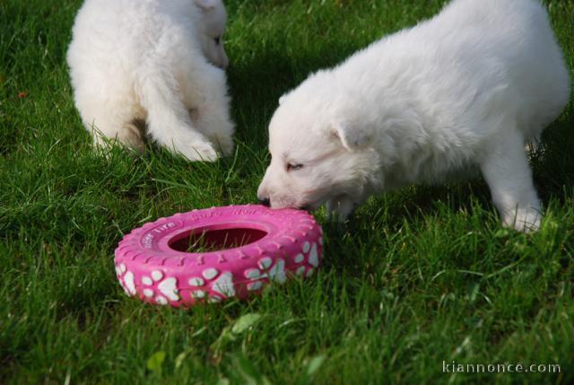 A donner Chiots berger suisse L.O.F