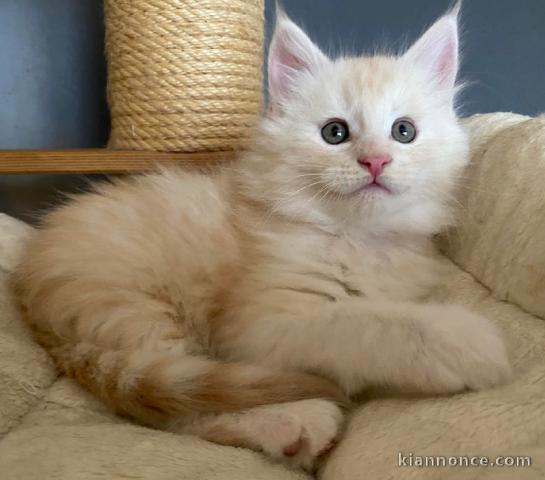 Adorable chaton Maine coon à donner