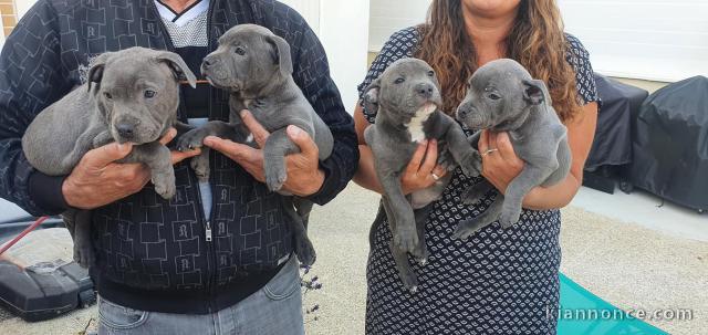 Chiots staffies Urgent