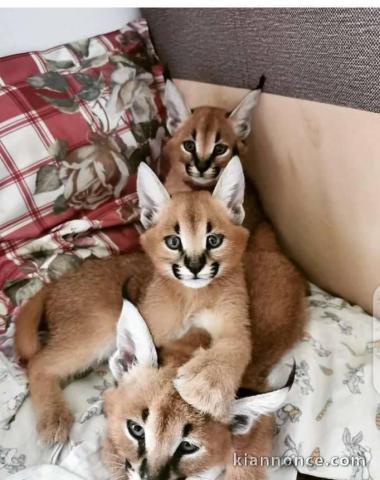 Chaton caracal disponible