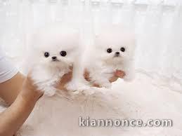 A donner adorables chiots Spitz nains blancs lof