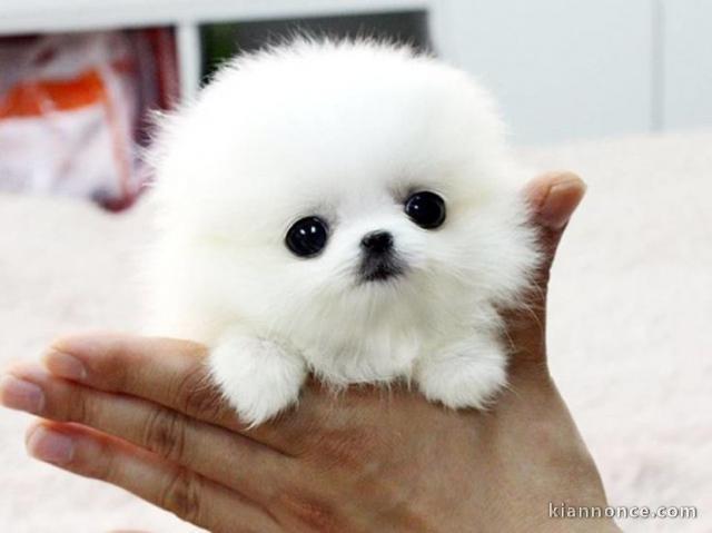 A donner adorables chiots Spitz nains blancs lof