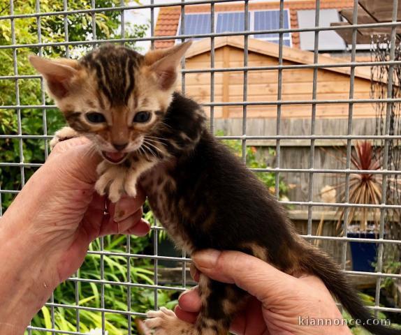 A donner Superbes chatons bengale