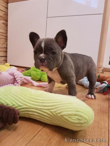 Chiots Bouledogue Français L.O.F a donner c