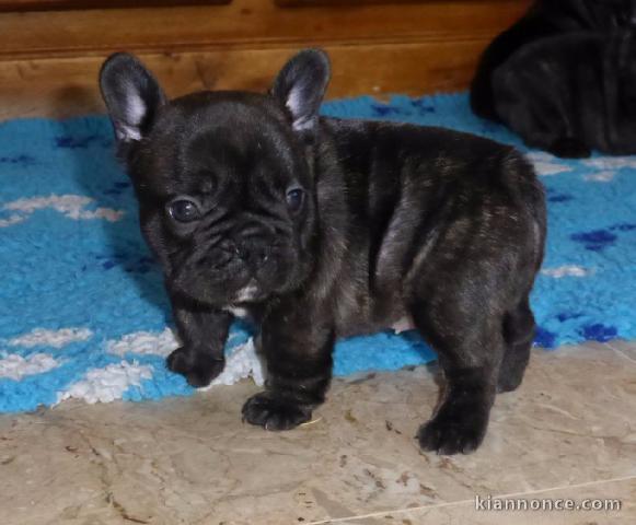 Âgée de 3mois pour Chiot Bouledogue français