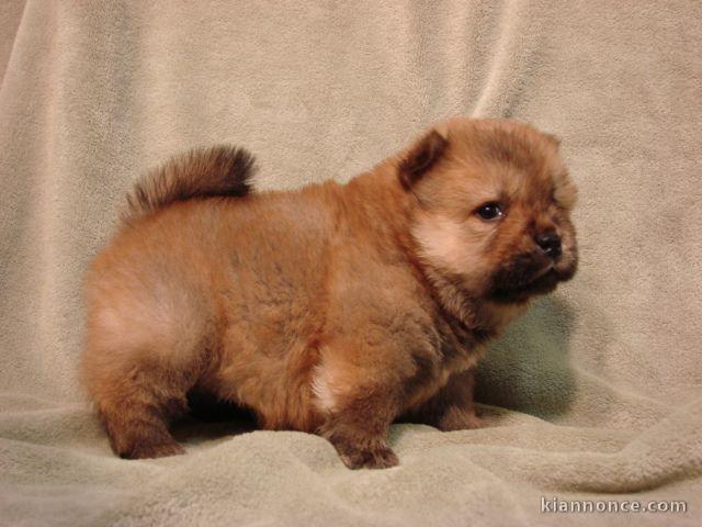 a donner Chiots chow chow marrons et noir 