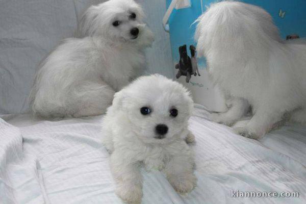 Chiots bichon maltais de pure race lof