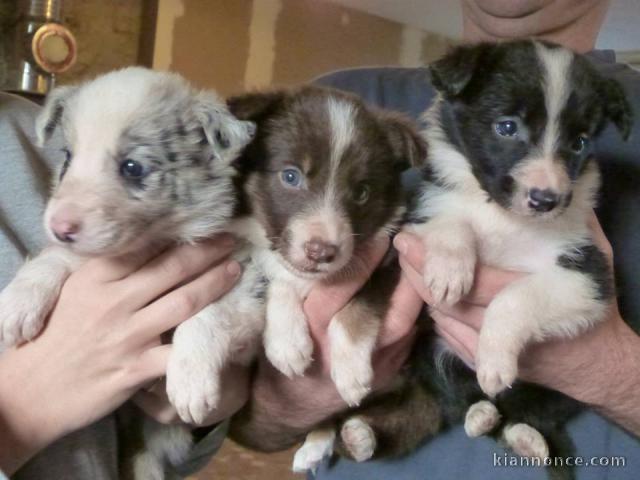 Adorables chiots  Border Collie  