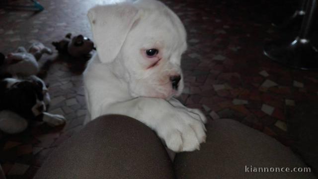 A donner Chiots Boxer 