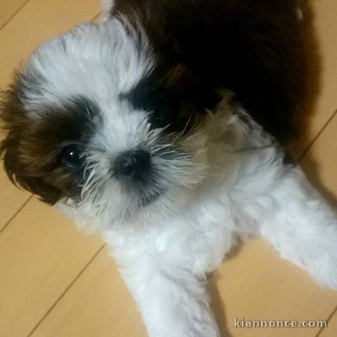 magnifiques chiots shih tzu  L.O.F a donner