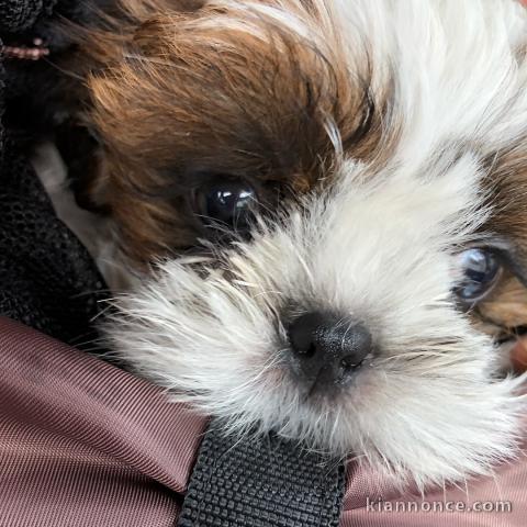 magnifiques chiots shih tzu  L.O.F a donner