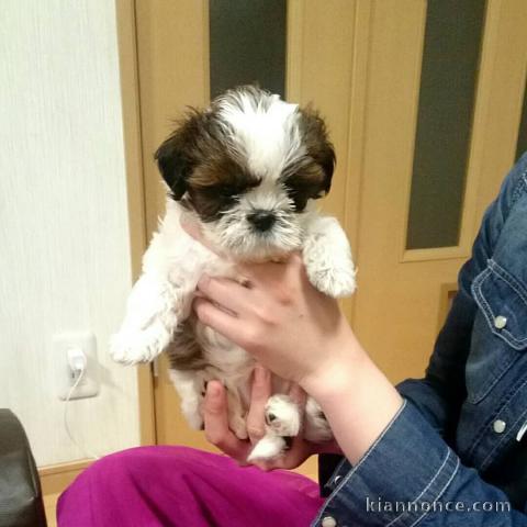 magnifiques chiots shih tzu  L.O.F a donner