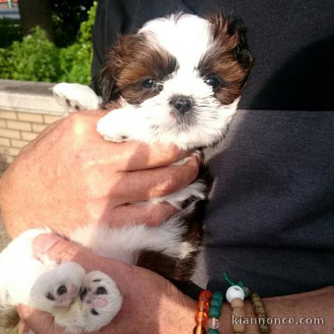 magnifiques chiots shih tzu  L.O.F a donner